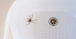 Proč byste doma neměli zabíjet pavouky